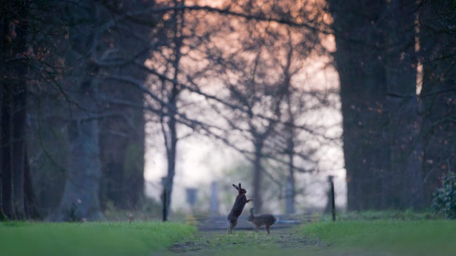 Hazen op landgoed Voorstonden