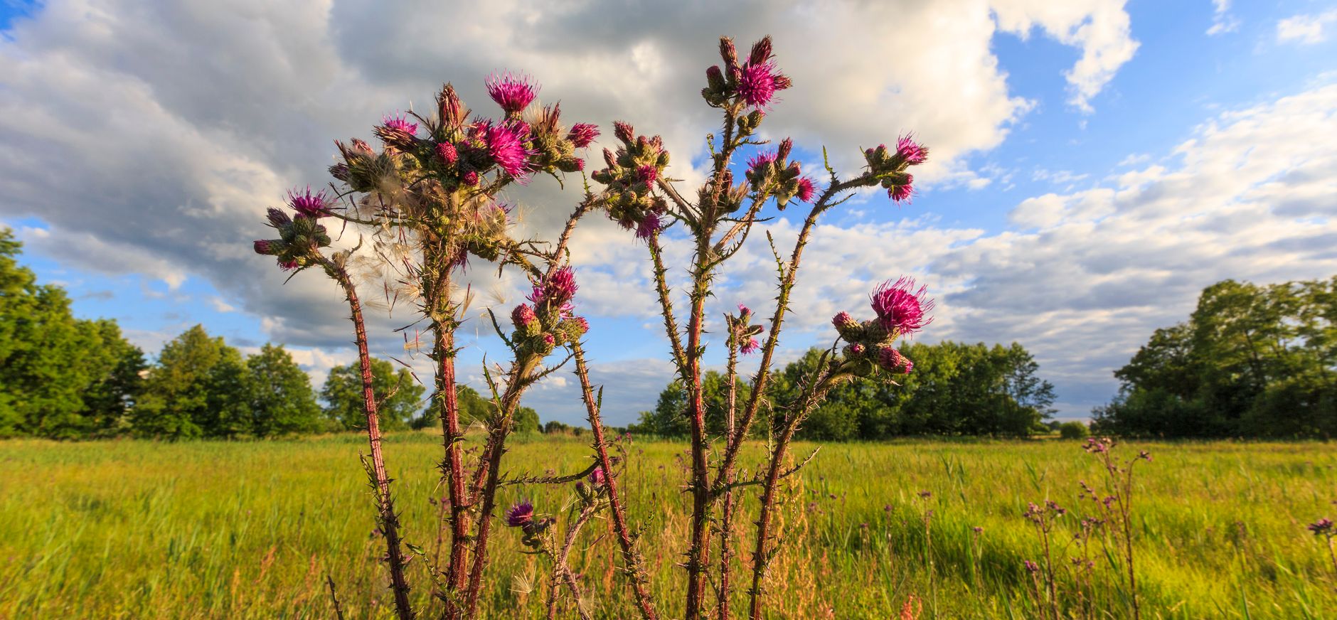 Kale jonker in de Loenense hooilanden