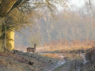 Ree in Planken Wambuis