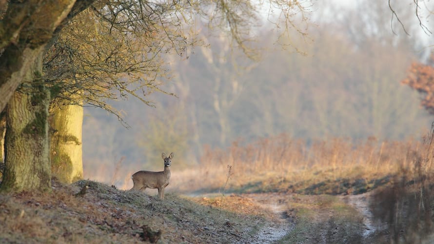 Ree in Planken Wambuis