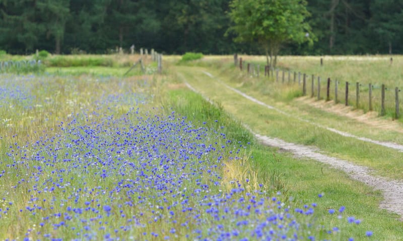 Empese en Tondense Heide