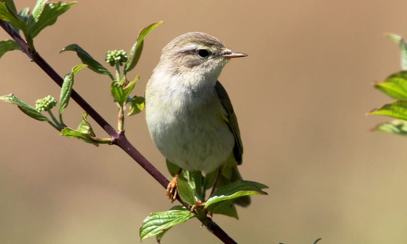 Ontdek de vogels van s-Graveland - fitis