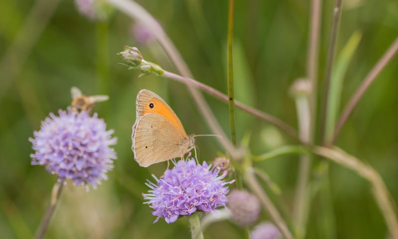 Bruin zandoogje op blauwe knoop