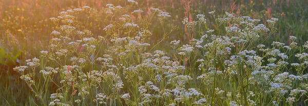 bloemrijke graslanden