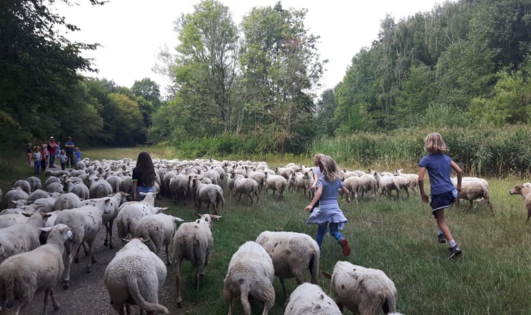 Bos en schaap