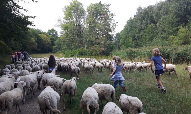 Bos en schaap