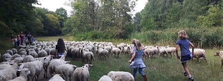 Bos en schaap