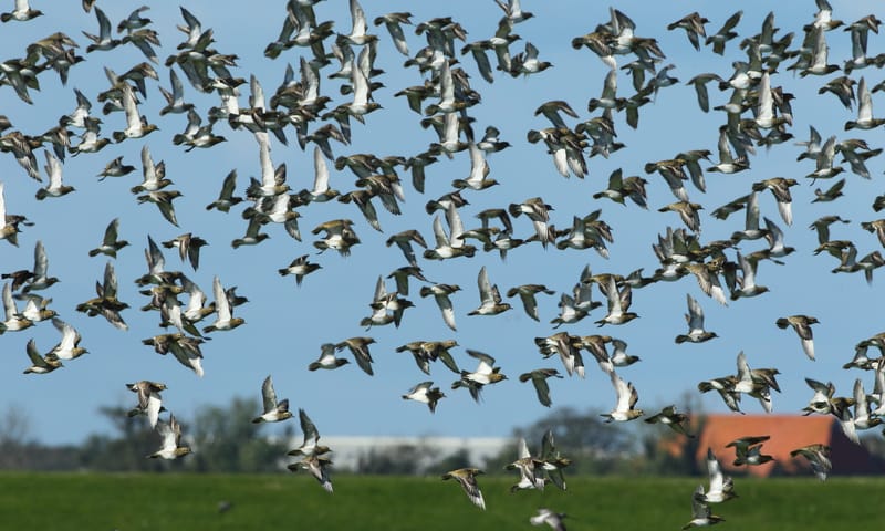 Harger- en Pettemerpolder Goudplevieren