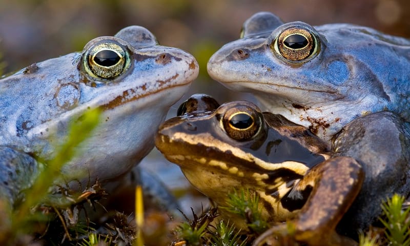 Heikikkers in paartijd