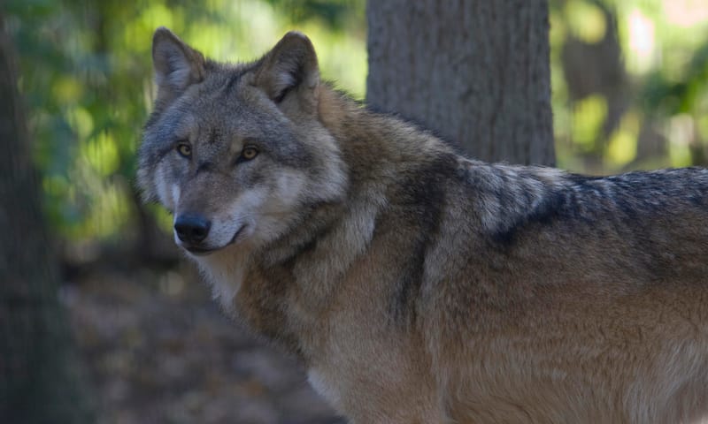 Wolf Wolf