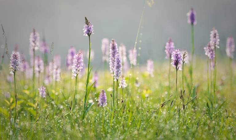 lupinen