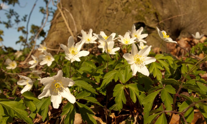 Bosanemoon in het Dal van de Ruiten Aa
