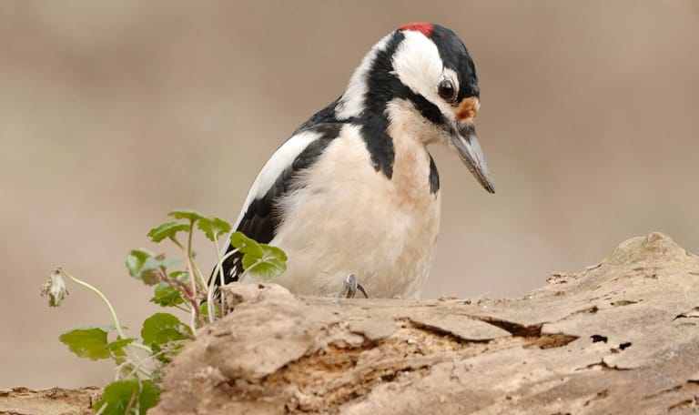 Bonte specht in het bos
