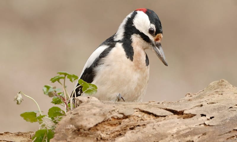Bonte specht in het bos
