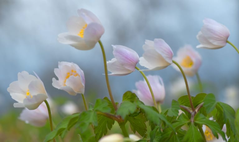 Bosanemoon landgoed Oldenaller