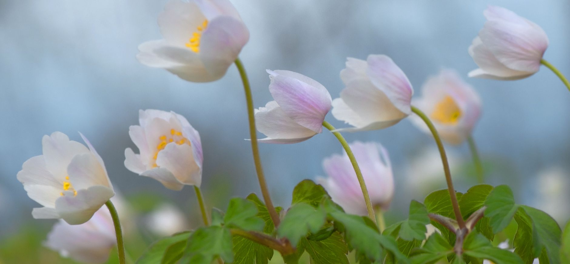Bosanemoon landgoed Oldenaller