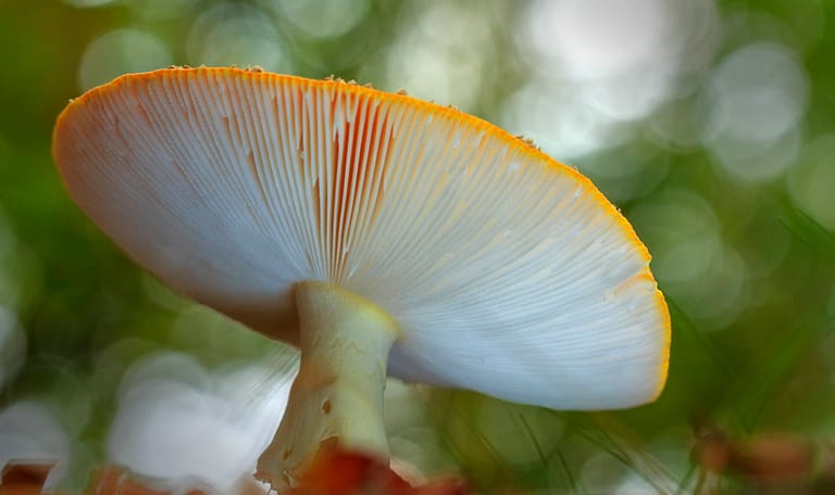 Vliegenzwam in de Kaapse Bossen