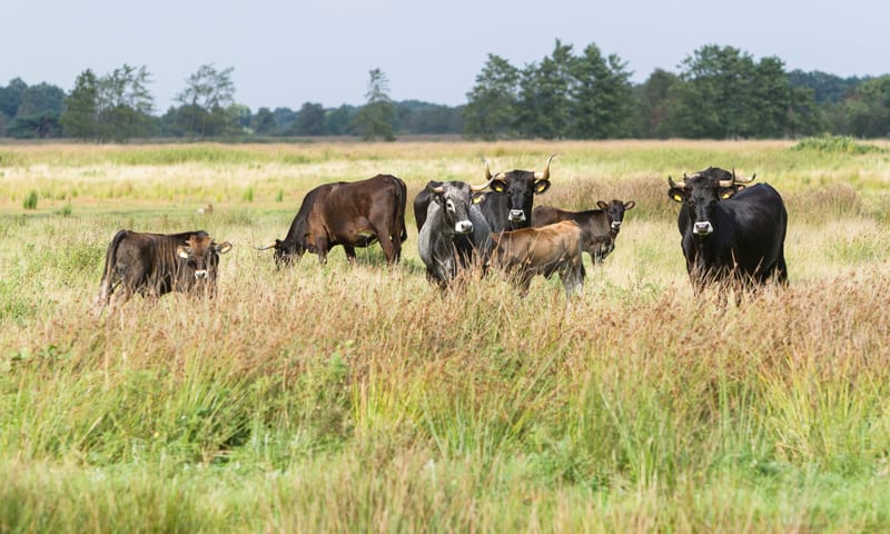 Sayaquesa's in het Drents-Friese Wold