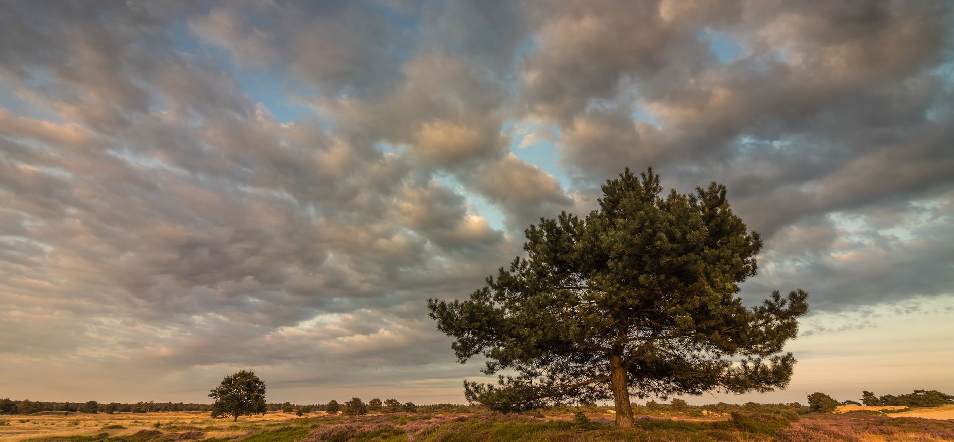 landschap Drents-Friese Wold