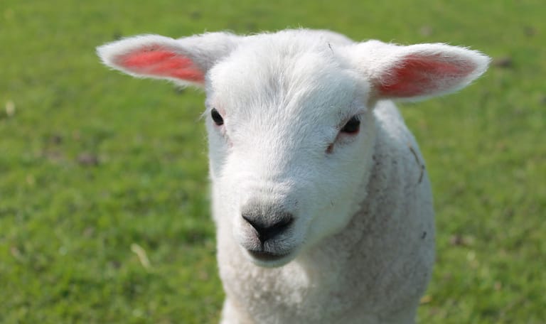 Speurtocht Brammetje 't lammetje