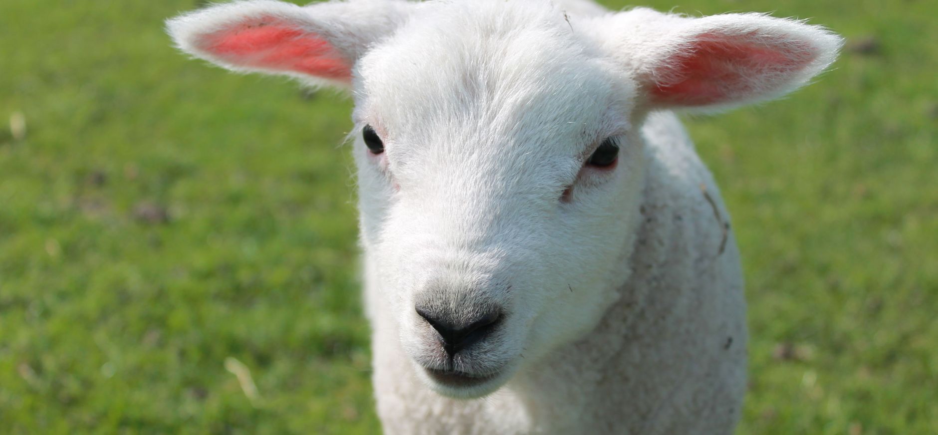 Speurtocht Brammetje 't lammetje