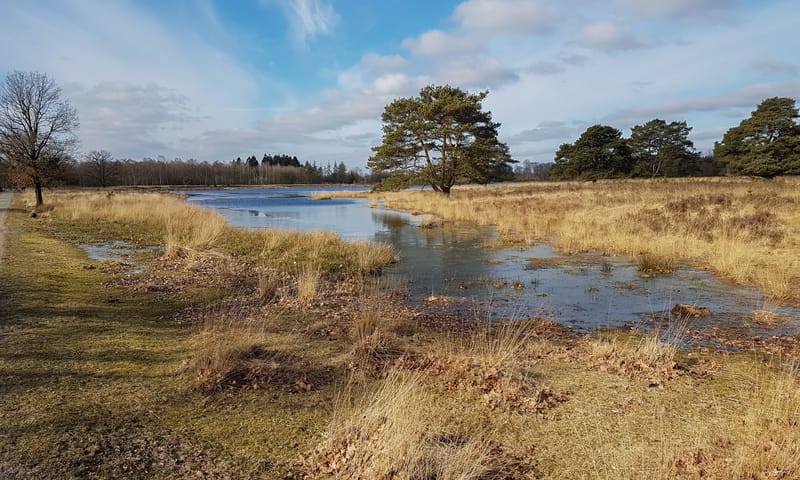 Water Drents-Friese Wold
