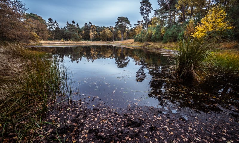 Open vennenlandschap
