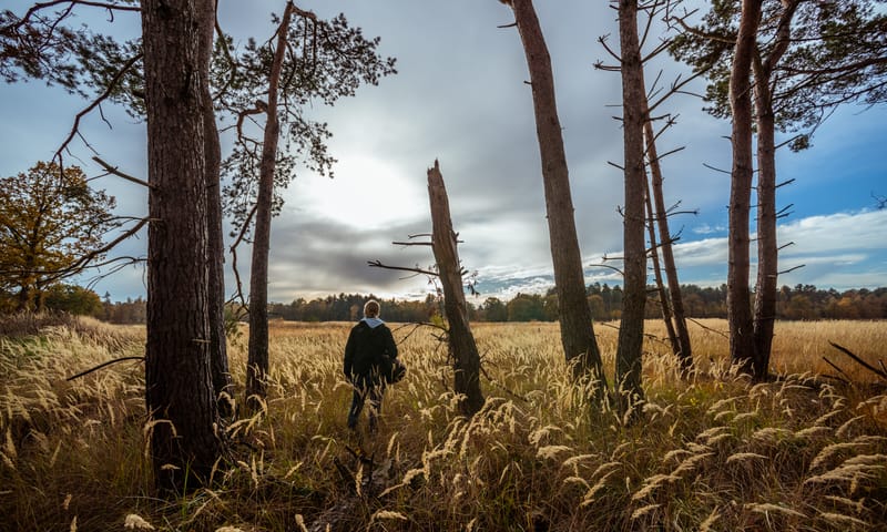 Weids landschap
