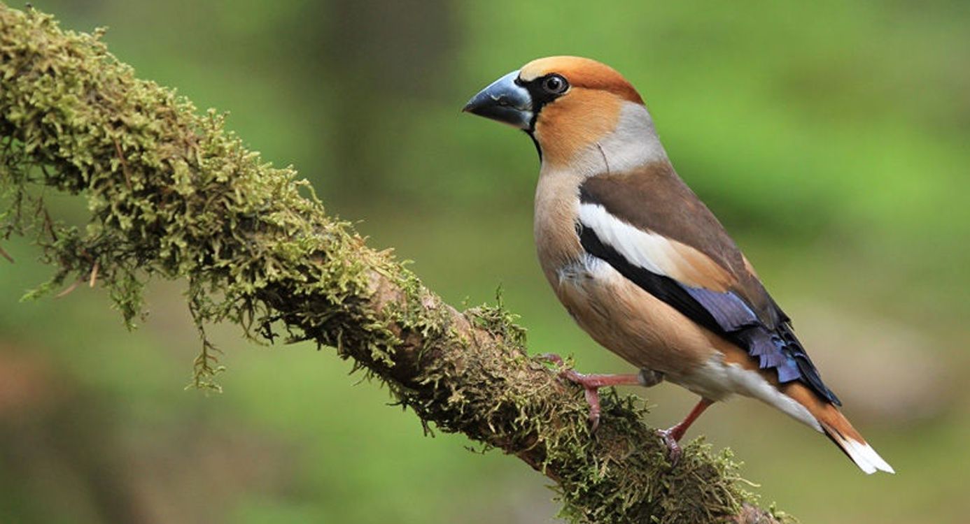 Appelvink