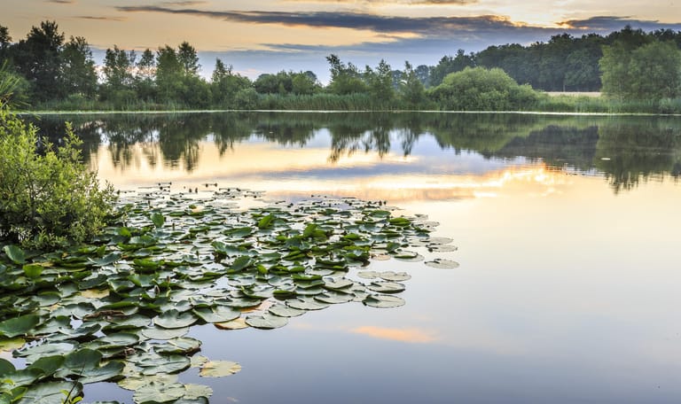 Stilte vaartocht - De Wieden