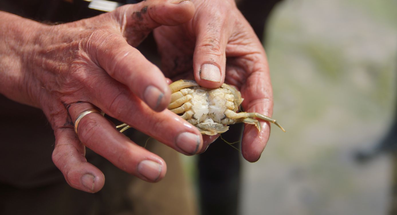 Excursie De Schorren