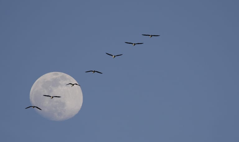 Vaartocht bij volle maan - De Wieden