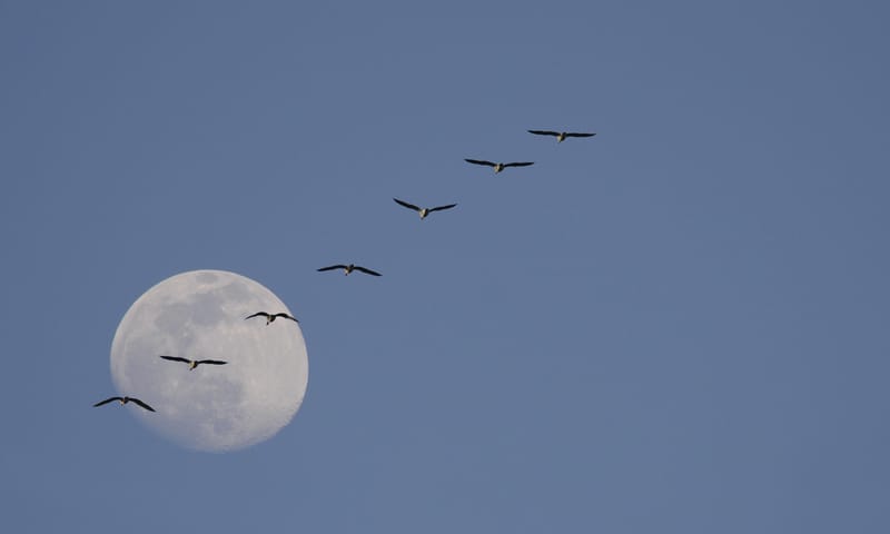 Vaartocht bij volle maan - De Wieden