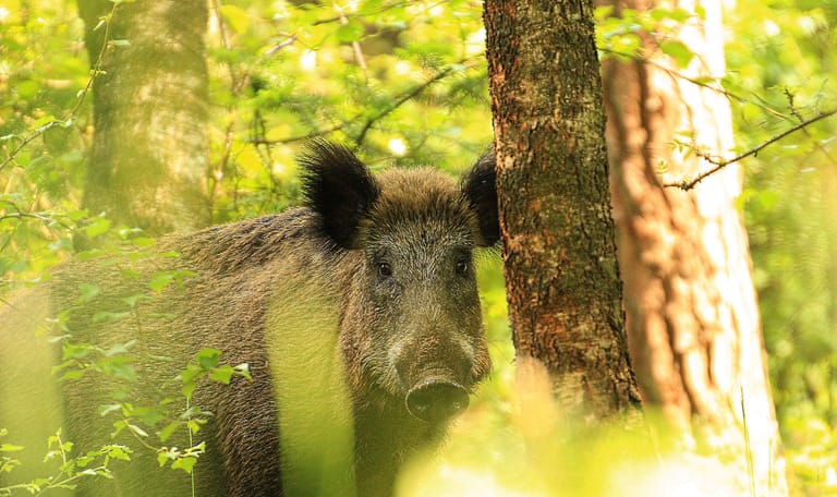 Wild zwijn verscholen achter boom