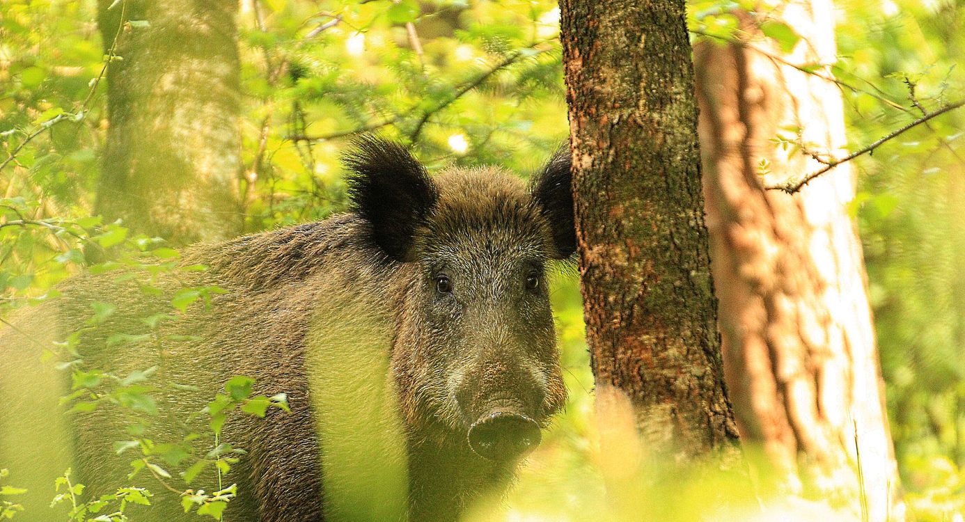 Wild zwijn verscholen achter boom