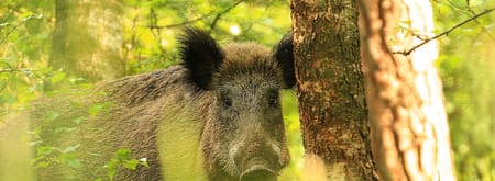 Wild zwijn verscholen achter boom