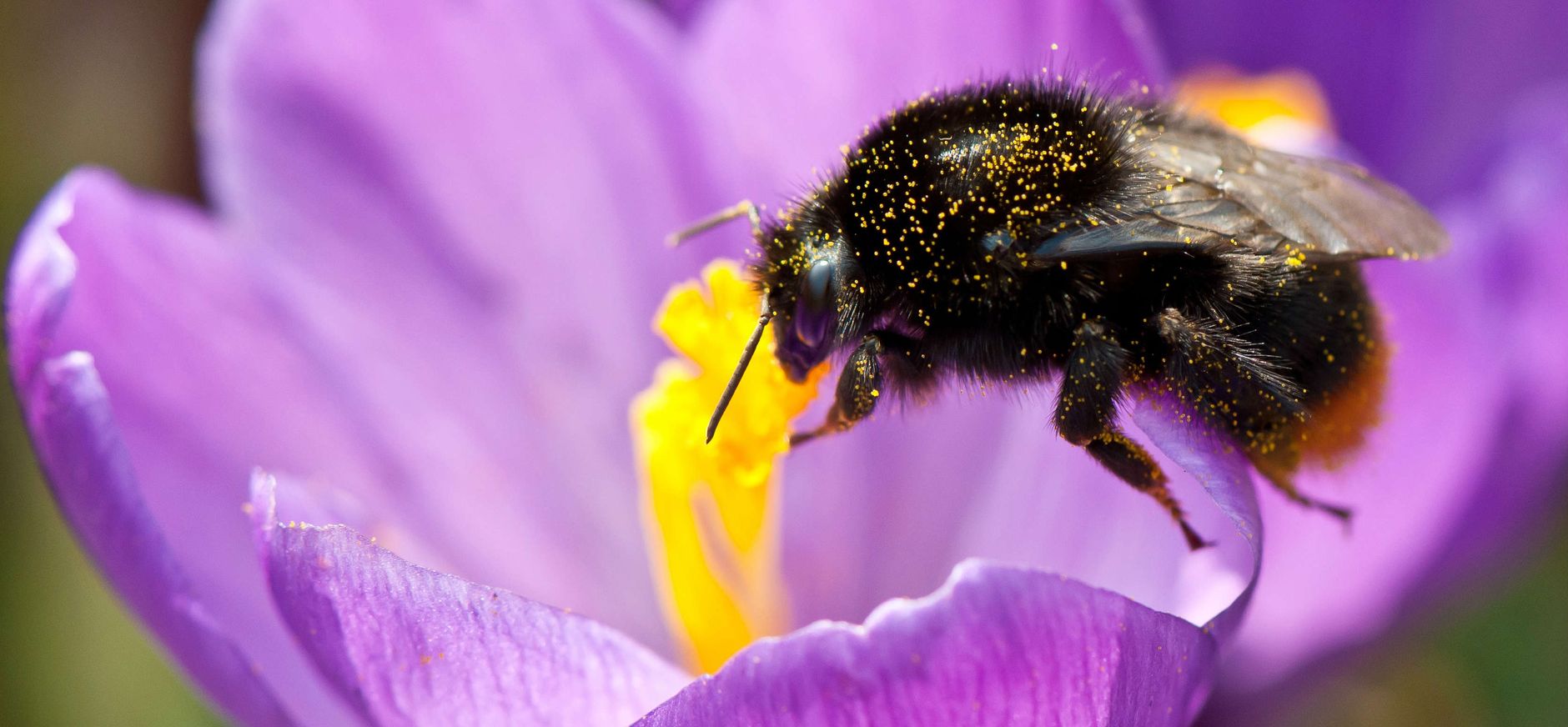 Hommel