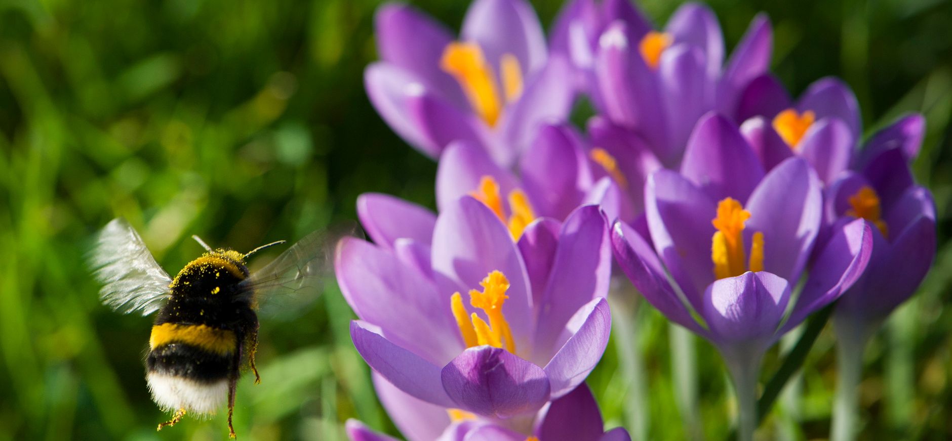 Hommel haalt nectar bij krokussen Hommel haalt nectar bij krokussen