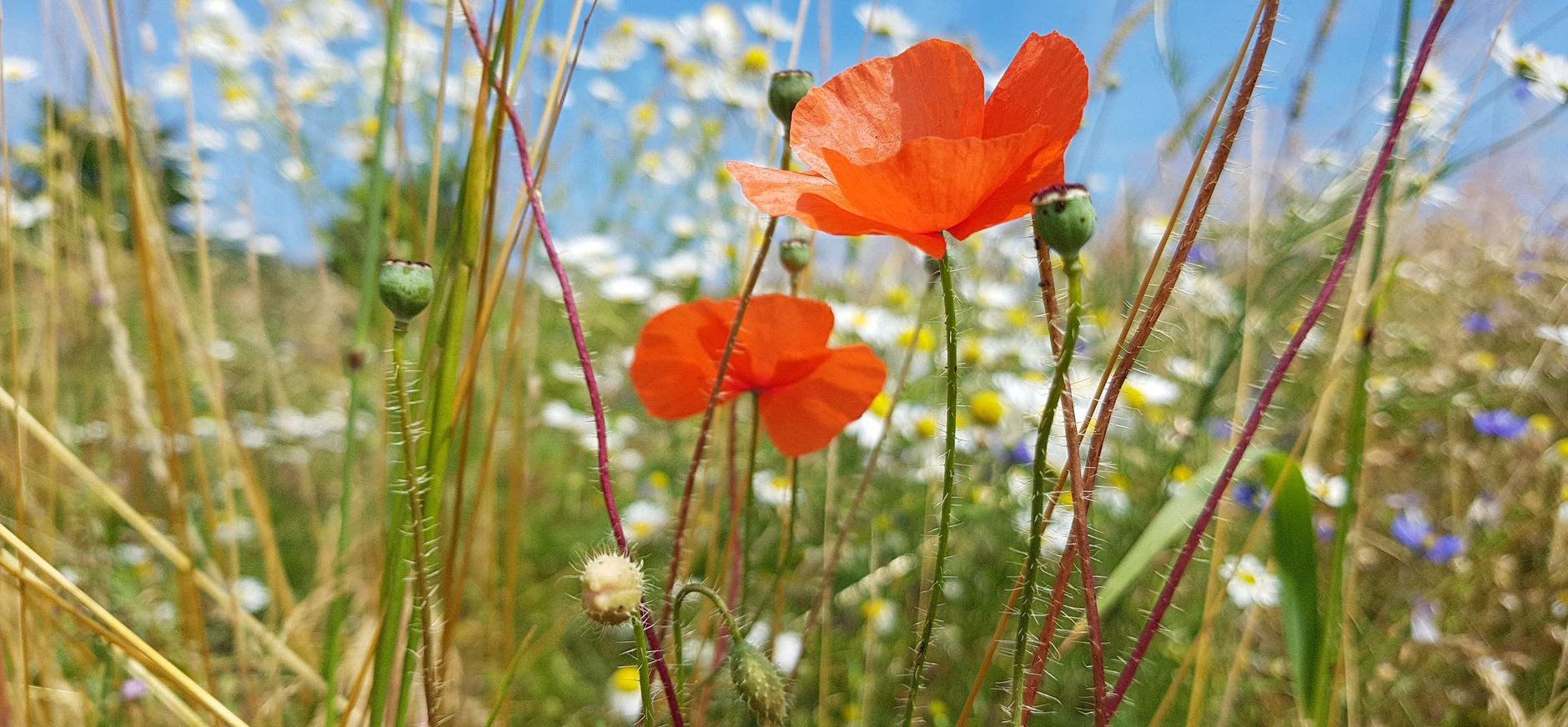 bloemenweide bezoeken