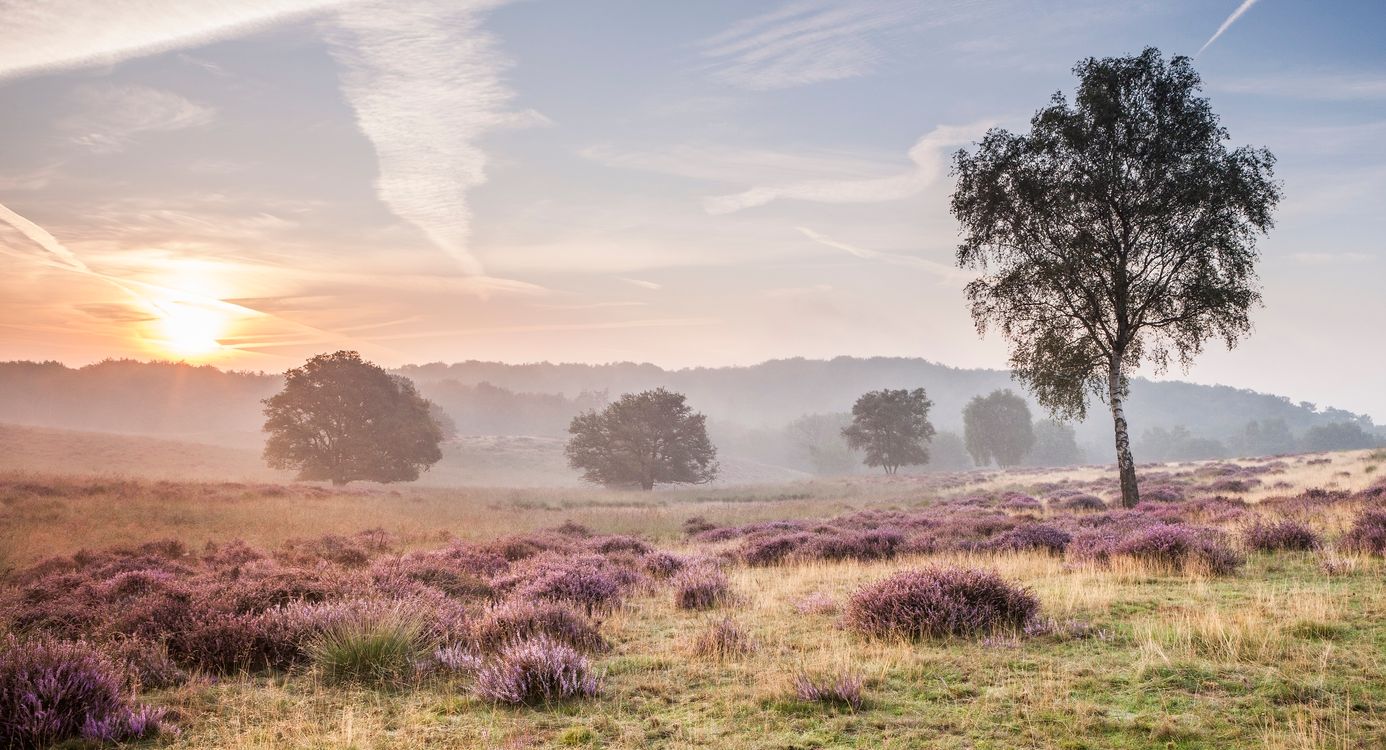 Sfeervolle Mookerheide