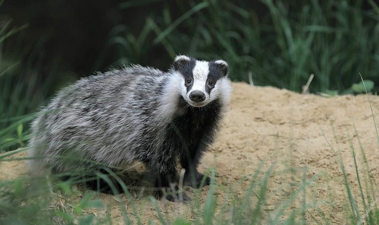 Das op landgoed Oldenaller