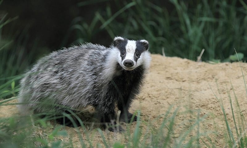 Das op landgoed Oldenaller