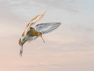 Grutto vliegend
