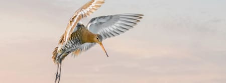 Grutto vliegend