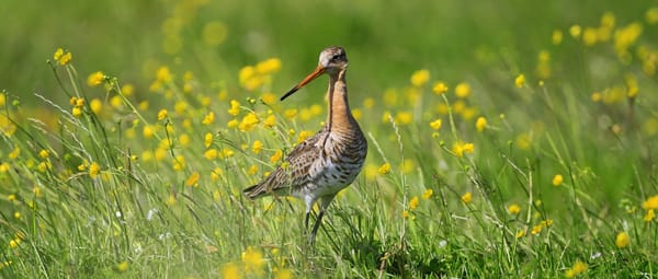 Grutto tussen wilde bloemen