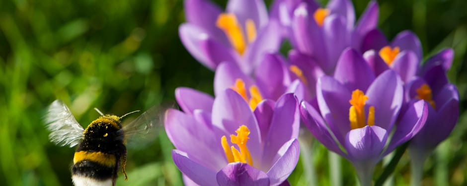 Hommel haalt nectar bij krokussen Hommel haalt nectar bij krokussen
