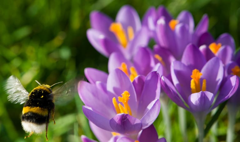 Hommel haalt nectar bij krokussen Hommel haalt nectar bij krokussen