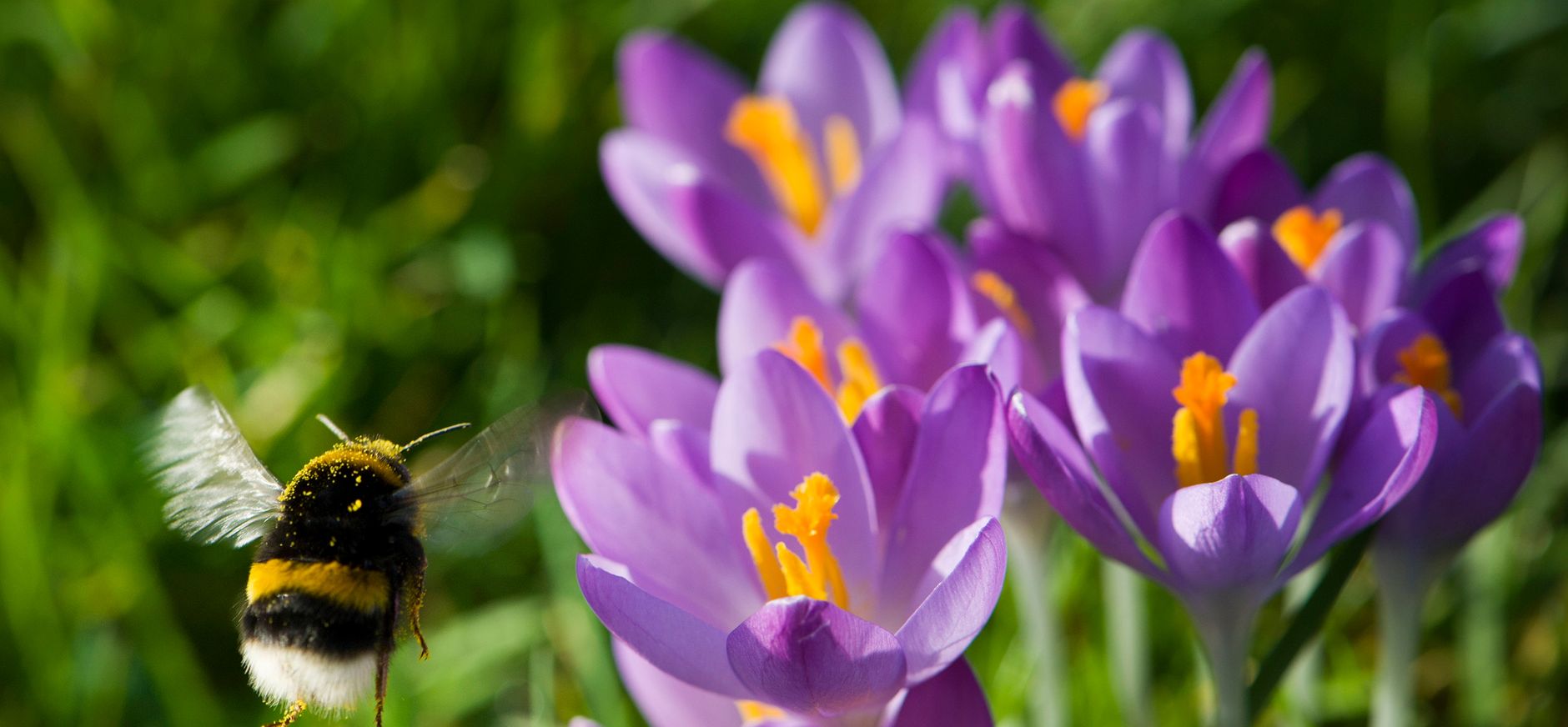 Hommel haalt nectar bij krokussen