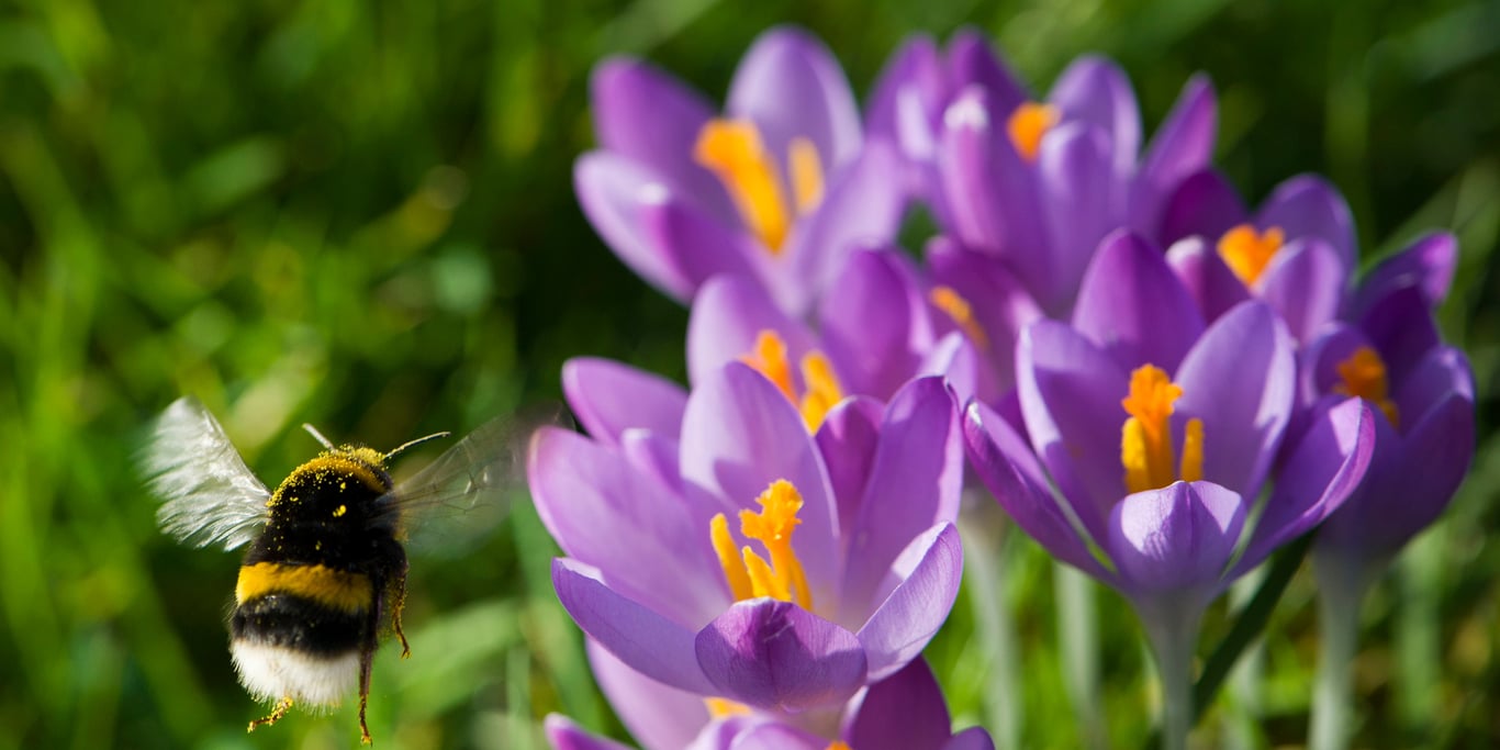 Plant nu bloembollen voor het voorjaar