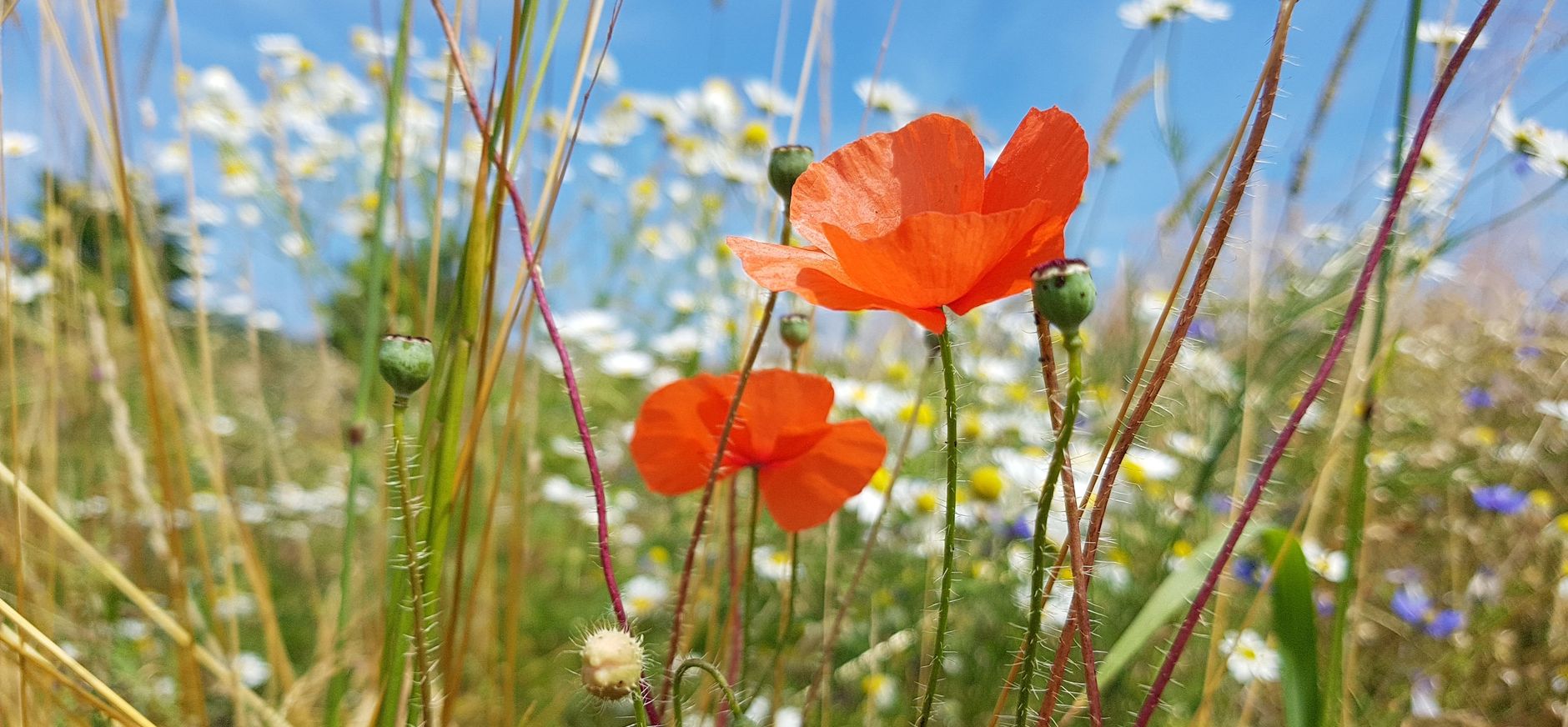 bloemenweide bezoeken